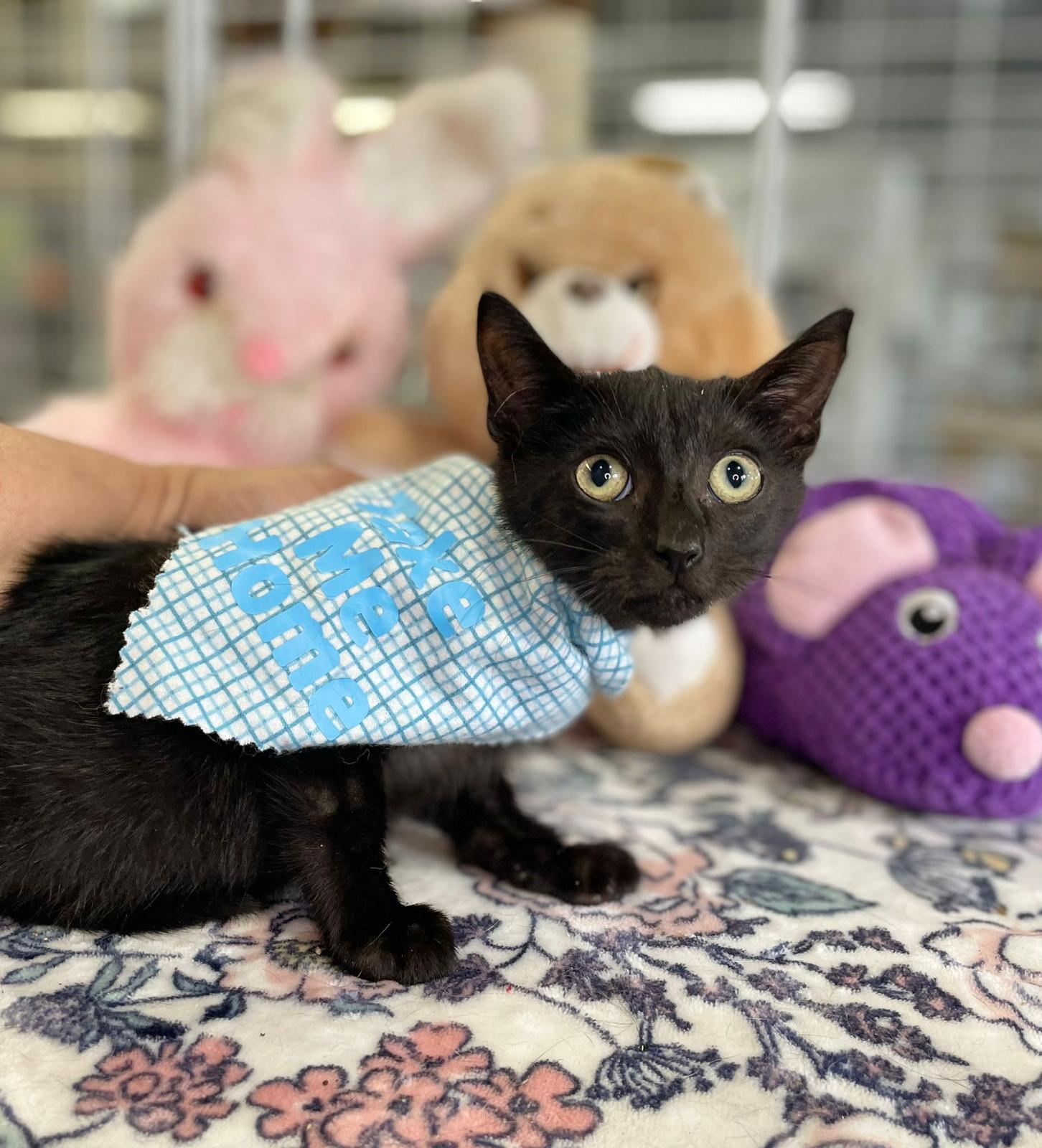 adoptable Cat in Pompano Beach, FL named Michael kitten