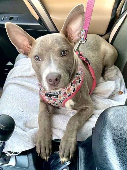 Ella