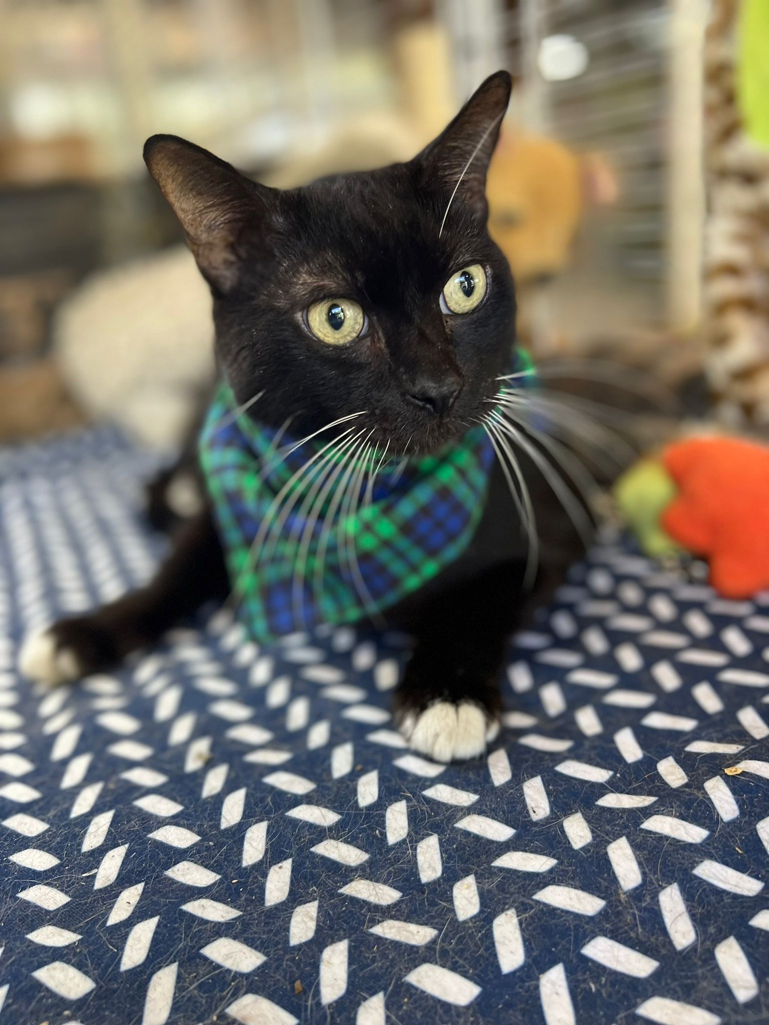 adoptable Cat in Pompano Beach, FL named Oliver Tuxedo