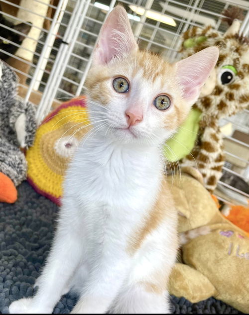 Marcelo