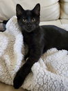 Tico