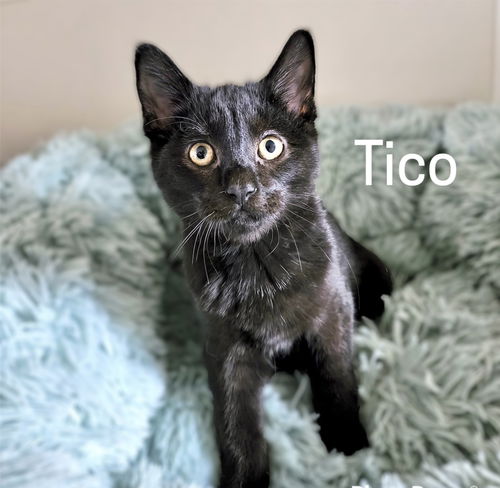 Tico