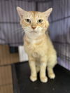 adoptable Cat in Pompano Beach, FL named Meatball