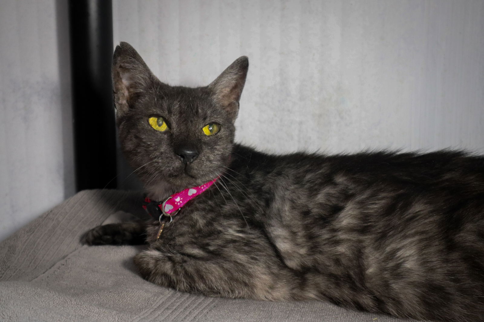 adoptable Cat in Pompano Beach, FL named Amelia