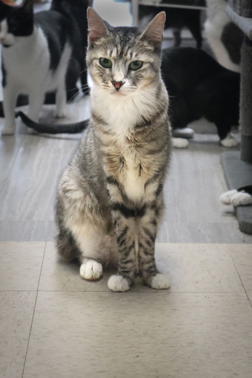 Manolo