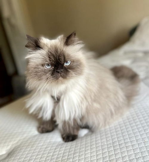 Chanel Himalayan