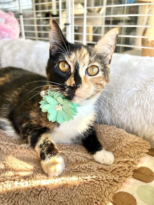 Jade