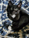 Tippy