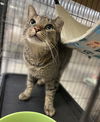 adoptable Cat in Pompano Beach, FL named Sunset