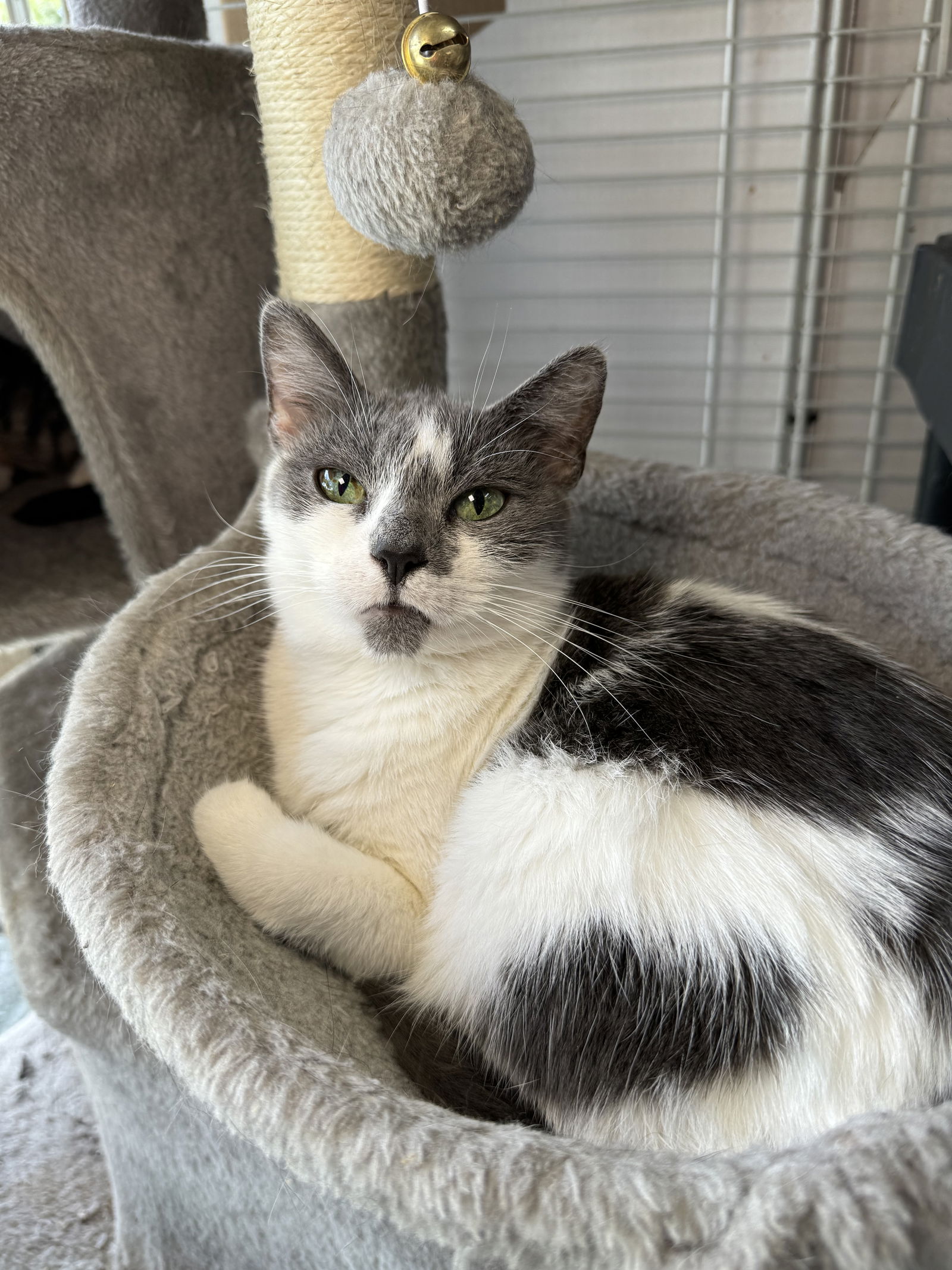 adoptable Cat in Pompano Beach, FL named Elisa