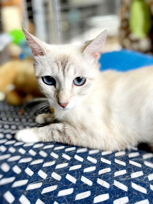Hazel