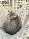 adoptable Cat in Pompano Beach, FL named Jasmine TG