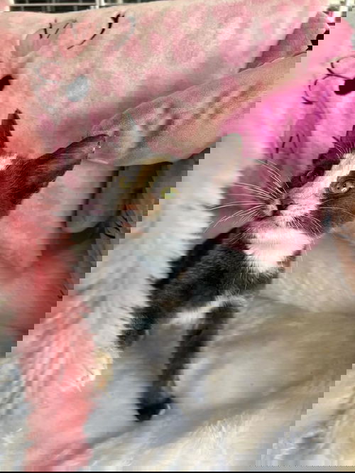 Fufi