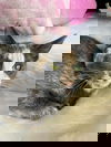 Fufi