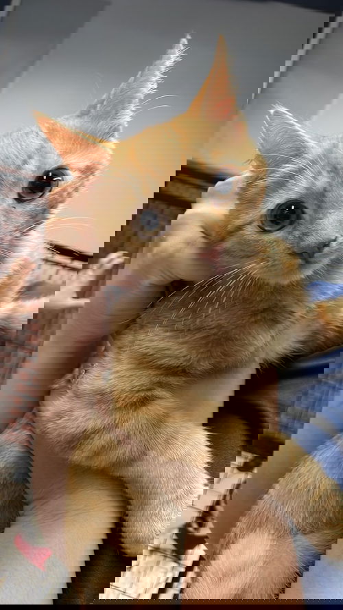 Koban