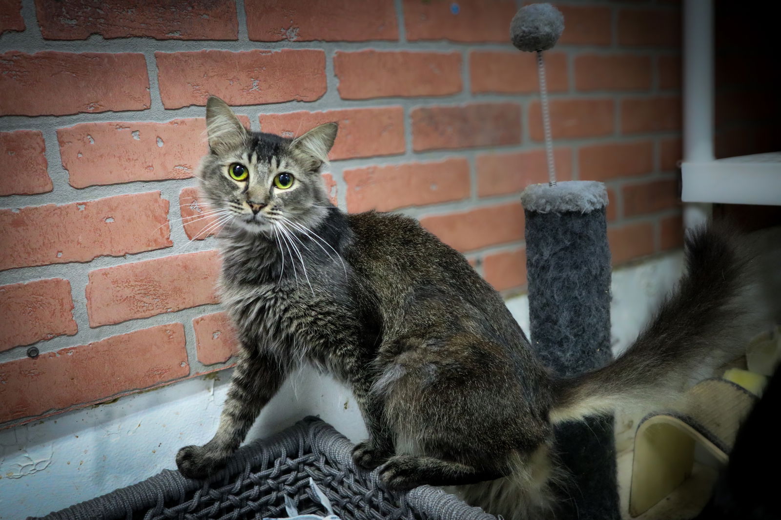 adoptable Cat in Pompano Beach, FL named Fabi