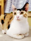 Gizelle