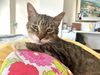 adoptable Cat in Pompano Beach, FL named Danny