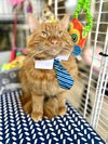Valentino Maine Coon
