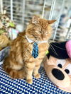 Valentino Maine Coon