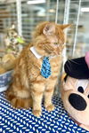 Valentino Maine Coon