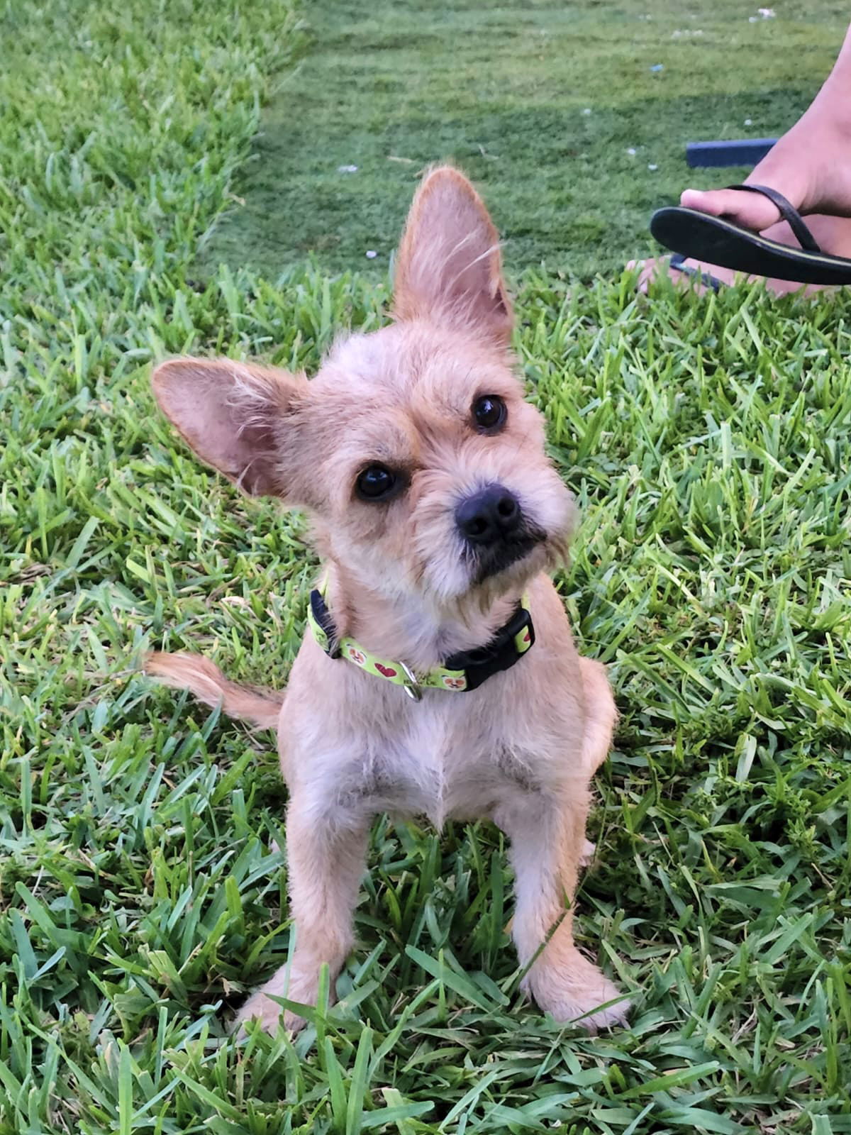 adoptable Dog in Pompano Beach, FL named Lilly