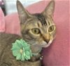 adoptable Cat in pompano , FL named Bess