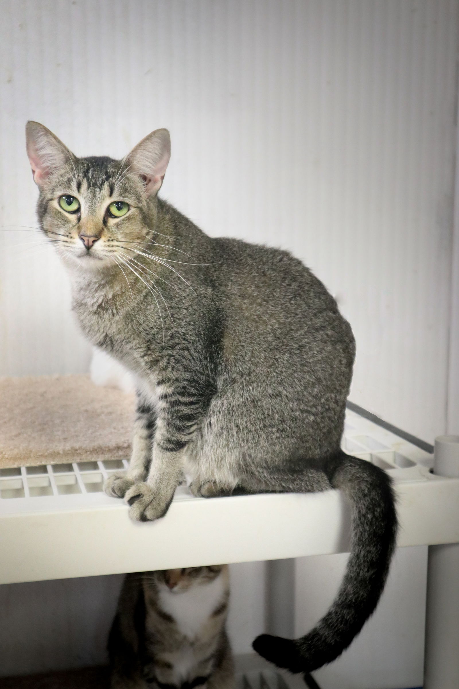 adoptable Cat in Pompano Beach, FL named Bess