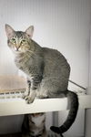 adoptable Cat in Pompano Beach, FL named Bess