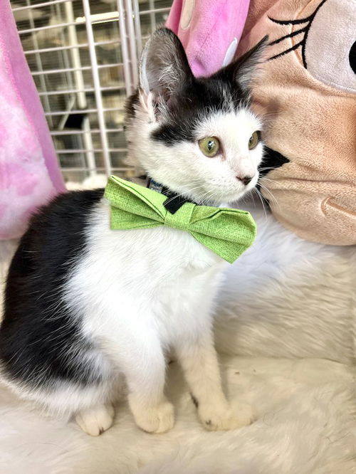 Elmo Tux