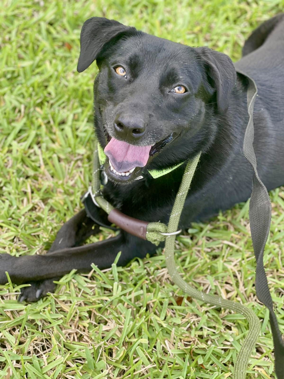 adoptable Dog in Pompano Beach, FL named Mika aka feta