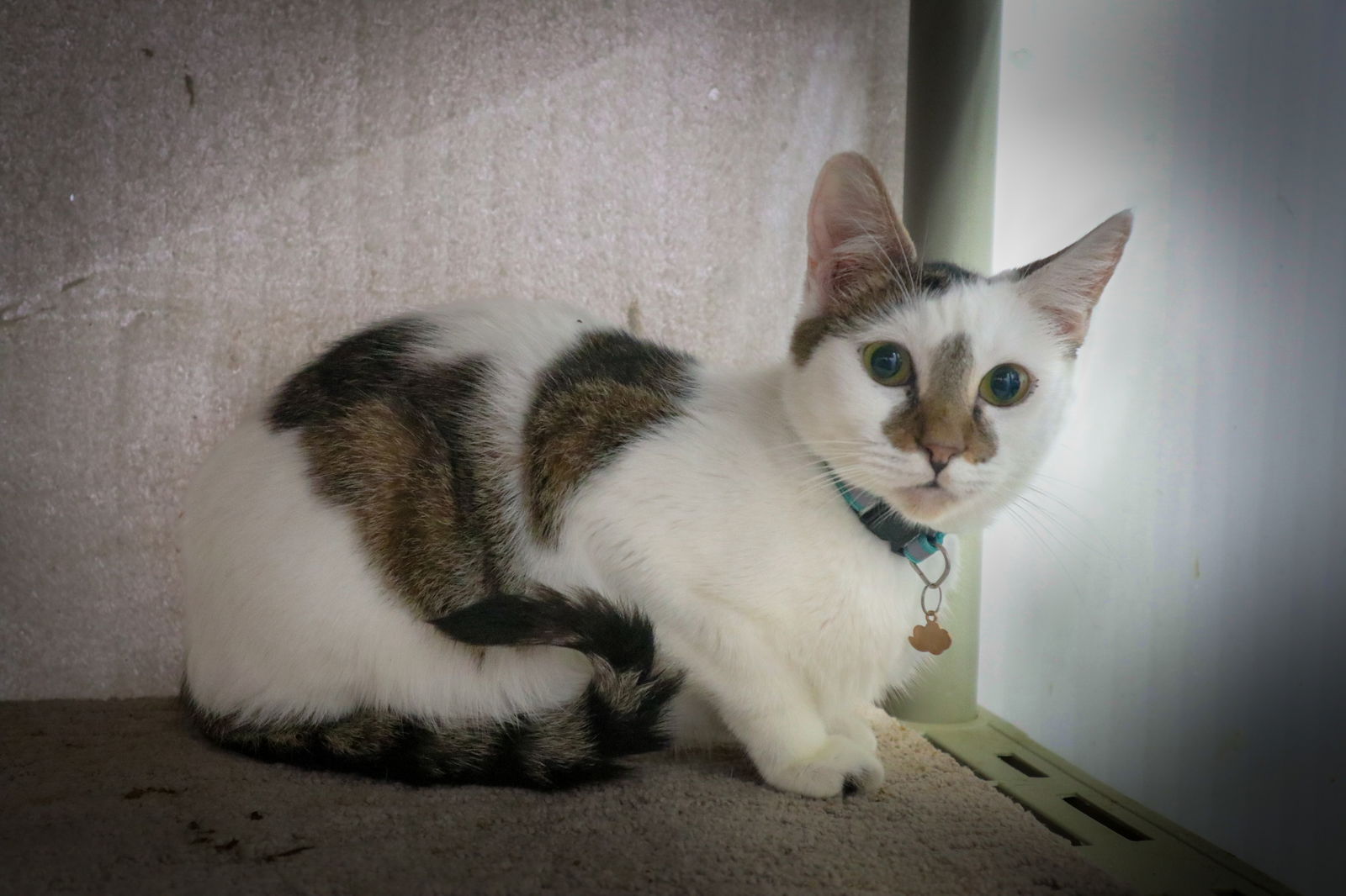 adoptable Cat in Pompano Beach, FL named Cake