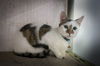 adoptable Cat in Pompano Beach, FL named Cake