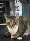 adoptable Cat in Pompano Beach, FL named Waffle