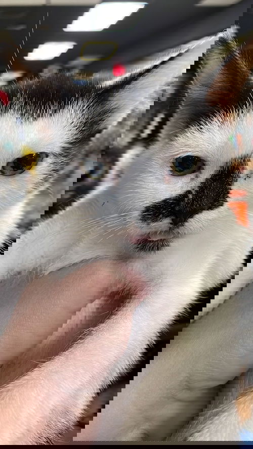 Eve
