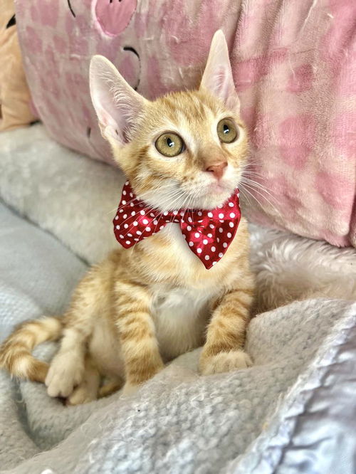 Marcel