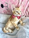 Marcel