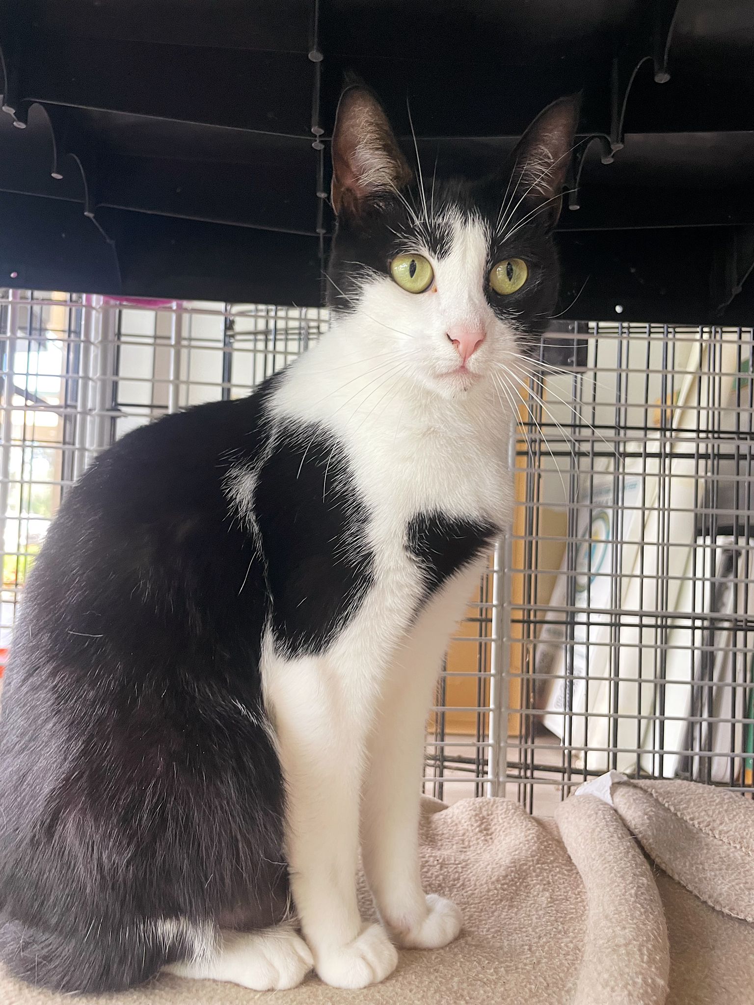 adoptable Cat in Pompano Beach, FL named Anny