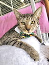 adoptable Cat in Pompano Beach, FL named Pluto