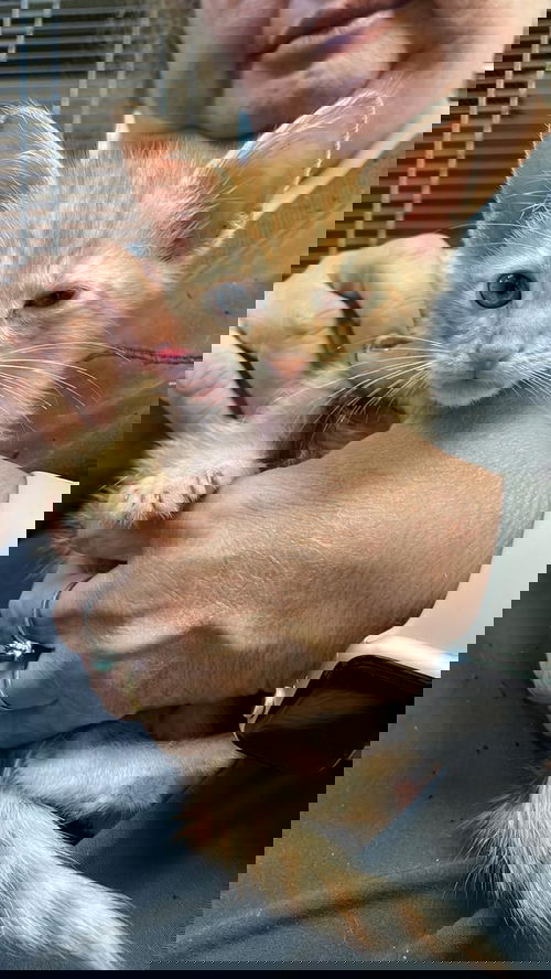 Adam