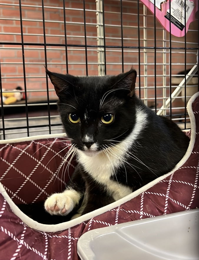 adoptable Cat in Pompano Beach, FL named JOANNA