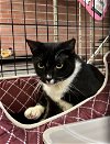 adoptable Cat in  named JOANNA