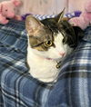 adoptable Cat in Pompano Beach, FL named Brigida