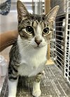 adoptable Cat in pompano , FL named Belenda