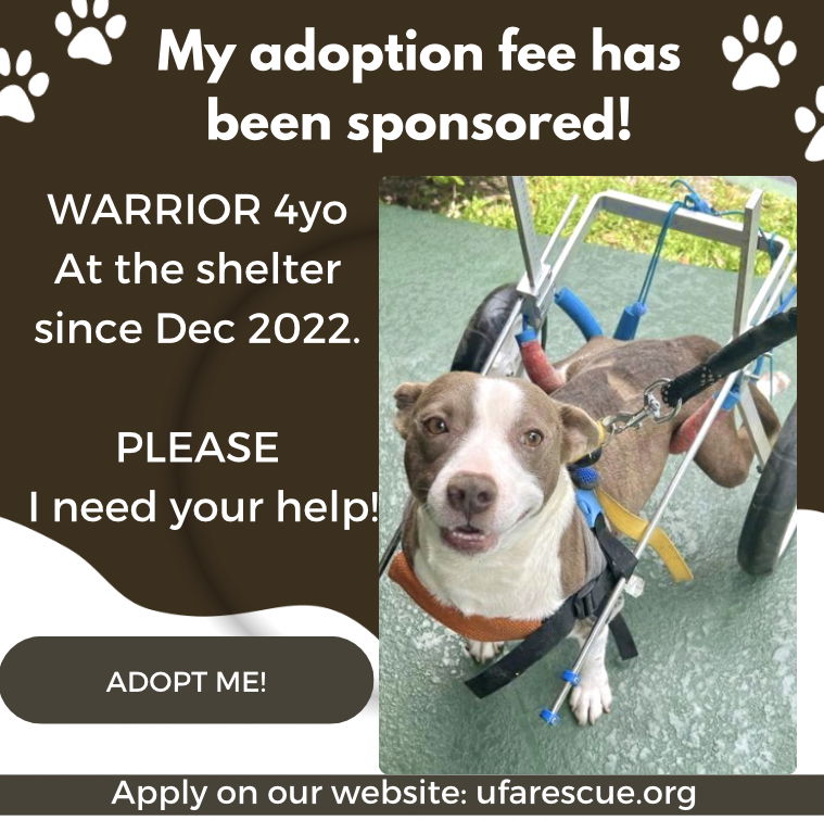 adoptable Dog in Pompano Beach, FL named Warrior