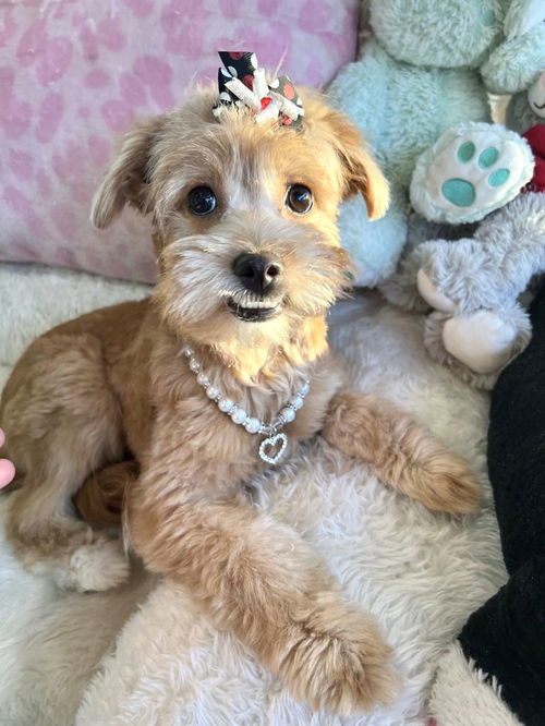 Ginger