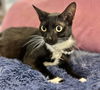 adoptable Cat in Pompano Beach, FL named Riva