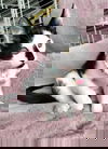 Lari
