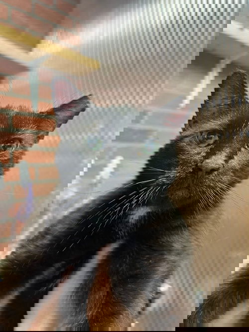 Zorro