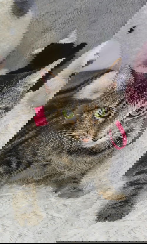 Jane
